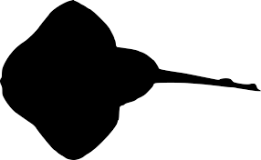 Image result for Leucoraja ocellata