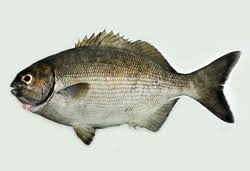 Image result for Kyphosus