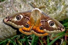 Attēlu rezultāti vaicājumam “Saturnia pavonia female”