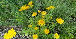Image result for Buphthalmum salicifolium
