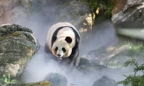 Résultat de recherche d'images pour "pandas"
