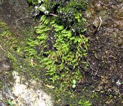 Attēlu rezultāti vaicājumam “Pohlia proligera”