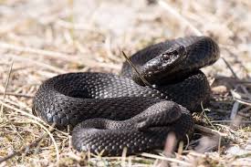 Attēlu rezultāti vaicājumam “Vipera berus”