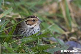 Image result for Emberiza pusilla