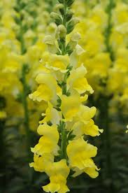 Attēlu rezultāti vaicājumam “Antirrhinum majus”