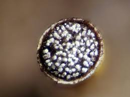 Attēlu rezultāti vaicājumam “Craterium aureum stalked”