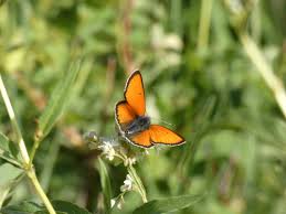 Attēlu rezultāti vaicājumam “Lycaena hippothoe”