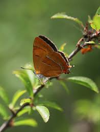 Attēlu rezultāti vaicājumam “Thecla betulae male”
