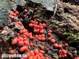 Attēlu rezultāti vaicājumam “Lycogala conicum”