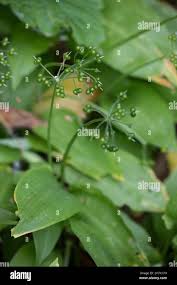 Attēlu rezultāti vaicājumam “Allium ursinum fruit”
