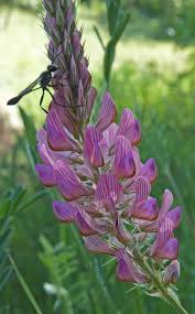 Image result for Onobrychis viciifolia