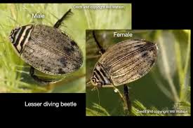 Attēlu rezultāti vaicājumam “Acilius sulcatus male”