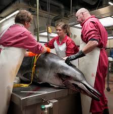 Image result for Mesoplodon bidens