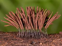 Attēlu rezultāti vaicājumam “Stemonitis axifera”