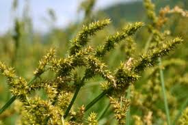 Attēlu rezultāti vaicājumam “Carex loliacea fruit”