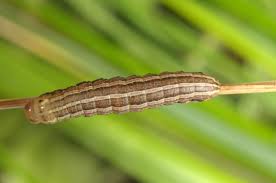 Attēlu rezultāti vaicājumam “Tholera decimalis male”