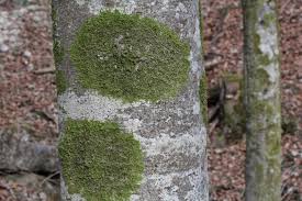 Attēlu rezultāti vaicājumam “Radula complanata”