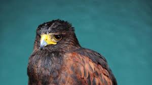 Image result for Wimbledon Hawks