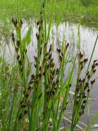 Attēlu rezultāti vaicājumam “Juncus gerardii”