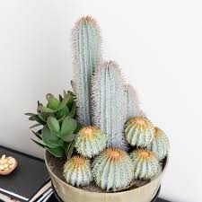 Image result for Mehikasvi