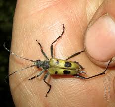 Attēlu rezultāti vaicājumam “Pachyta quadrimaculata”