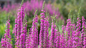 Image result for Blutweiderich