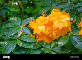 Attēlu rezultāti vaicājumam “Rhododendron calendulaceum flower”
