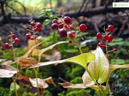 Attēlu rezultāti vaicājumam “Maianthemum bifolium flower”