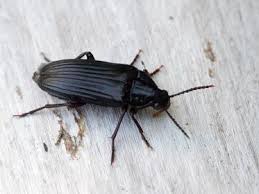 Attēlu rezultāti vaicājumam “Melandrya dubia”