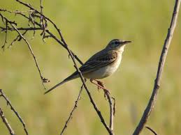 Image result for Anthus campestris
