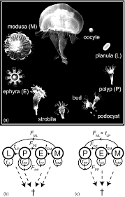 Attēlu rezultāti vaicājumam “Aurelia aurita”