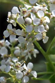 Attēlu rezultāti vaicājumam “Lepidium latifolium”