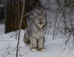 Afbeeldingsresultaat voor lynx