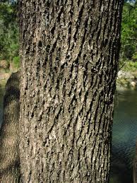 Attēlu rezultāti vaicājumam “Fraxinus pennsylvanica female flower”