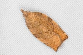 Attēlu rezultāti vaicājumam “Pandemis corylana”