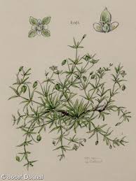 Attēlu rezultāti vaicājumam “Sagina procumbens fruit”