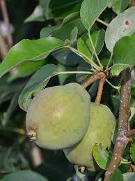 Attēlu rezultāti vaicājumam “Pyrus”