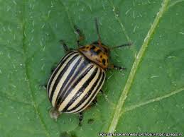 Attēlu rezultāti vaicājumam “Leptinotarsa decemlineata”