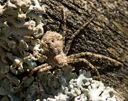Attēlu rezultāti vaicājumam “Philodromus margaritatus”
