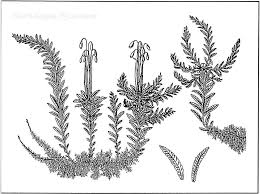 Attēlu rezultāti vaicājumam “Jungermannia sphaerocarpa sporophyte”