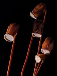 Attēlu rezultāti vaicājumam “Schistidium apocarpum macro”