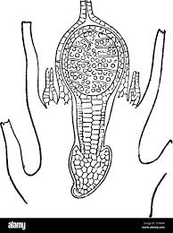 Attēlu rezultāti vaicājumam “Cephalozia loitlesbergeri”