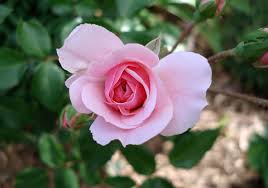 Attēlu rezultāti vaicājumam “Rosaceae”