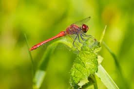 Attēlu rezultāti vaicājumam “Sympetrum sanguineum male”
