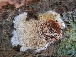 Attēlu rezultāti vaicājumam “Schizopora paradoxa”