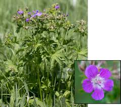Attēlu rezultāti vaicājumam “Geranium sylvaticum bud”