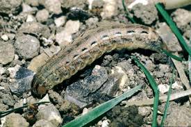 Attēlu rezultāti vaicājumam “Noctua fimbriata larva”