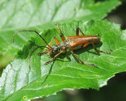 Attēlu rezultāti vaicājumam “Stenocorus meridianus”