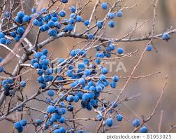 Attēlu rezultāti vaicājumam “Prunus spinosa fruit”