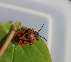 Attēlu rezultāti vaicājumam “Eurydema dominulus imago”